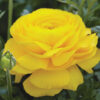 Ranunculus mix - Ljutić-5 lukovica - Image 14
