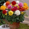 Ranunculus mix - Ljutić-5 lukovica
