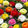 Ranunculus mix - Ljutić-5 lukovica - Image 4
