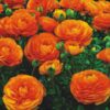 Ranunculus mix - Ljutić-5 lukovica - Image 6