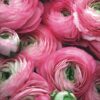 Ranunculus mix - Ljutić-5 lukovica - Image 8