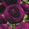 Ranunculus mix - Ljutić-5 lukovica - Image 9