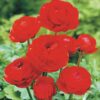 Ranunculus mix - Ljutić-5 lukovica - Image 10