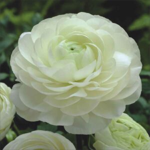 Ranunculus White - Ljutić-5 lukovica