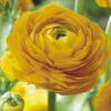 Ranunculus mix - Ljutić-5 lukovica - Image 13