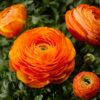 Ranunculus mix - Ljutić-5 lukovica - Image 7