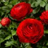 Ranunculus mix - Ljutić-5 lukovica - Image 11