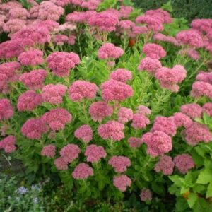 Sedum Debela koka