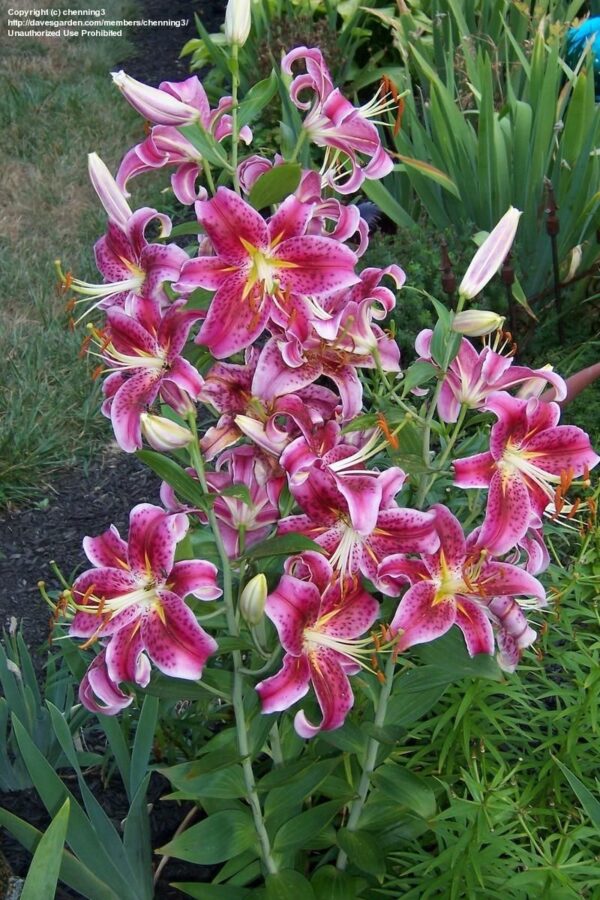 Ljiljan-Lilium Oriental Stargazer - Image 2