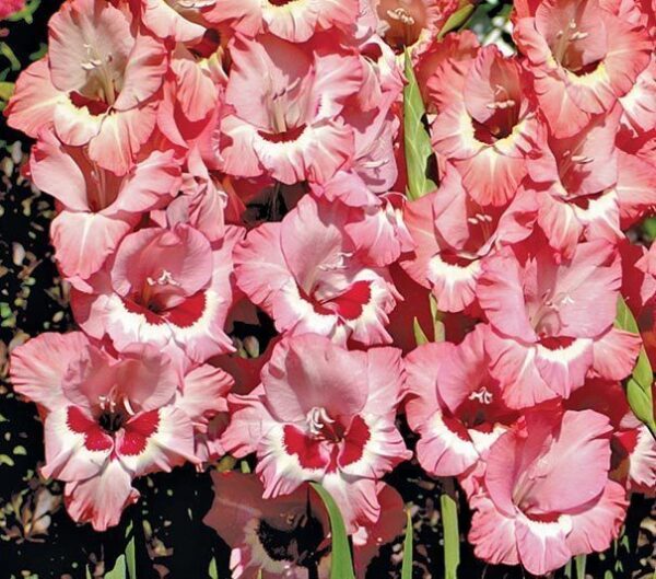 Gladiolus Wine and Roses 01206