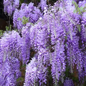 Wisteria (Glicinia) - Plava kiša S0122 1 sadnica