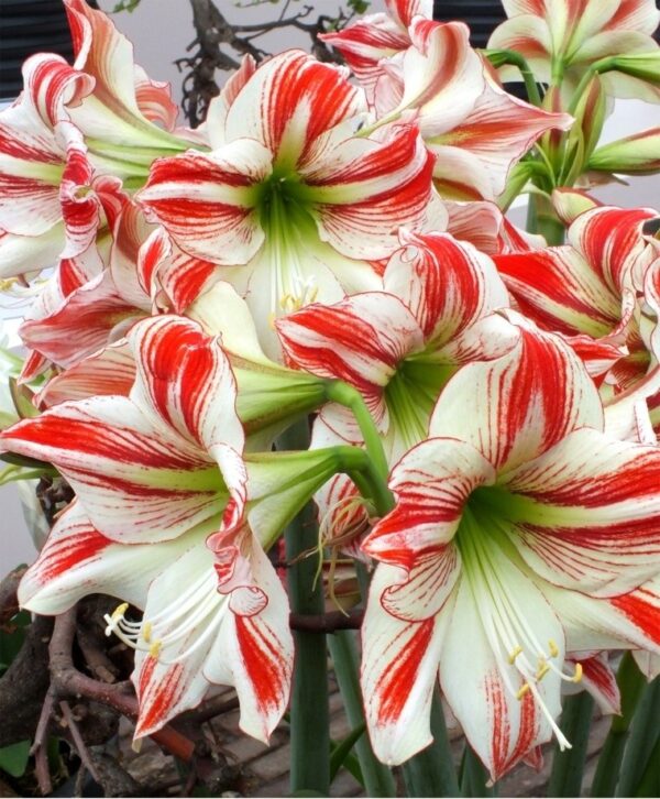 Amaryllis Single Ambience - Image 3