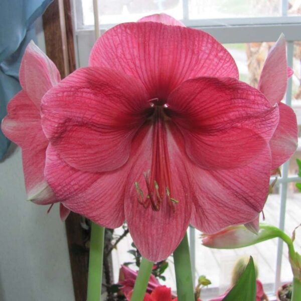 Amaryllis Single Hercules 05651 - Image 2