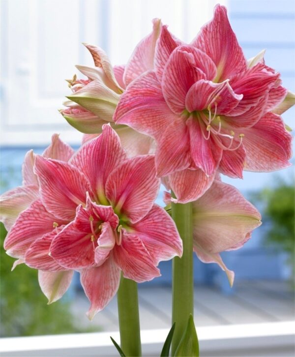 Amaryllis Double Sweet Nimph - Image 2