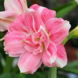 Amaryllis Double Sweet Nimph