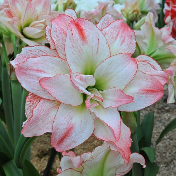 Amaryllis Double Aphrodite