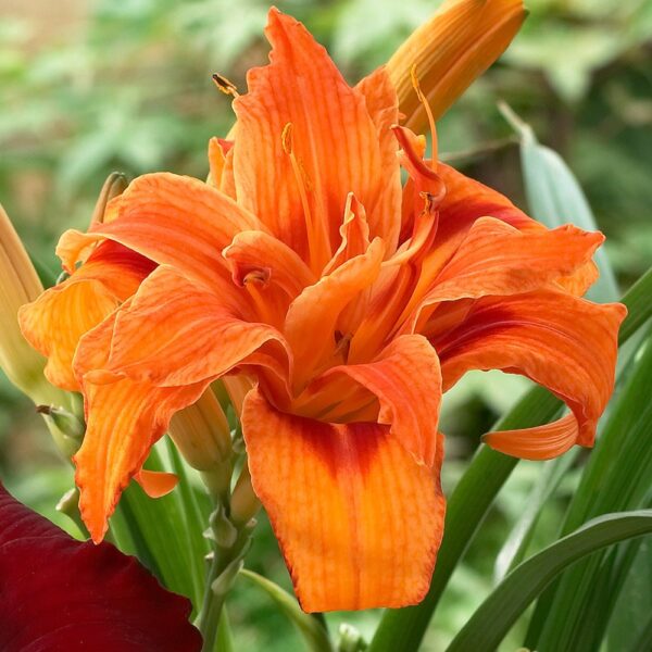 Hemerocallis Apricot Beauty - Image 3