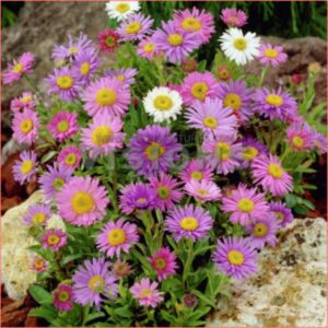Aster alpinus- niski - 1 gr