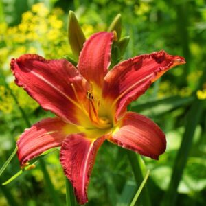 Hemerocallis Autumn Red 418