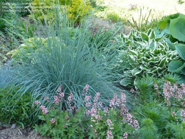 Helictotrichon sempervirens - Avena P0173 - Image 2