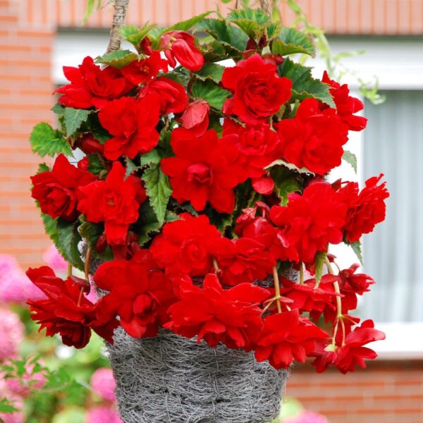 Begonia Cascade Red - Image 3