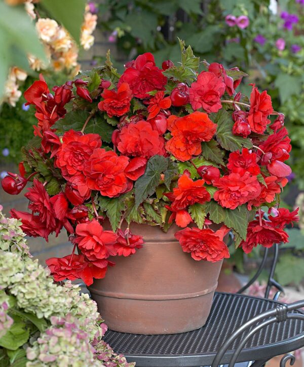 Begonia Cascade Red - Image 2
