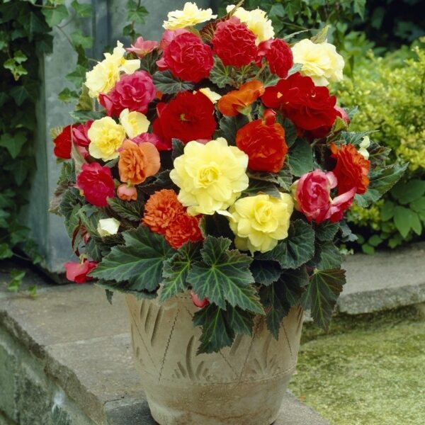 Begonia Non Stop Mix -5/1-08372 - Image 7