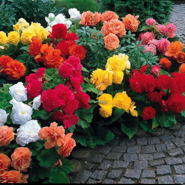 Begonia Non Stop Mix -5/1-08372 - Image 9