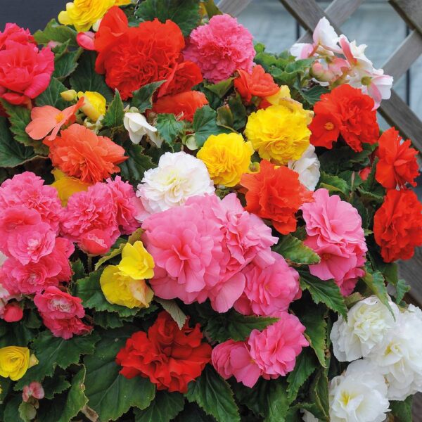 Begonia Non Stop Mix -5/1-08372 - Image 6
