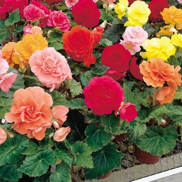 Begonia Non Stop Mix -5/1-08372 - Image 5