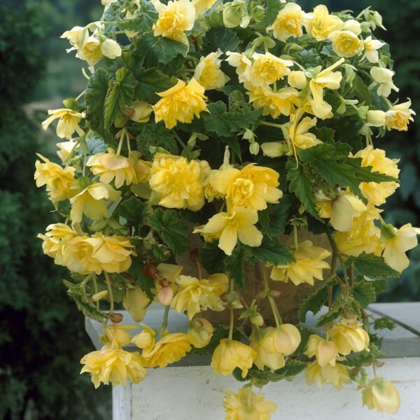 Begonia pendula Yellow 08381