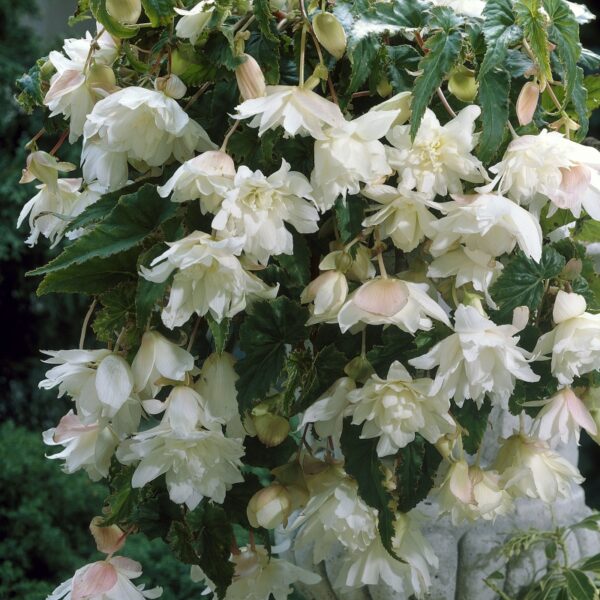 Begonia pendula White 08380