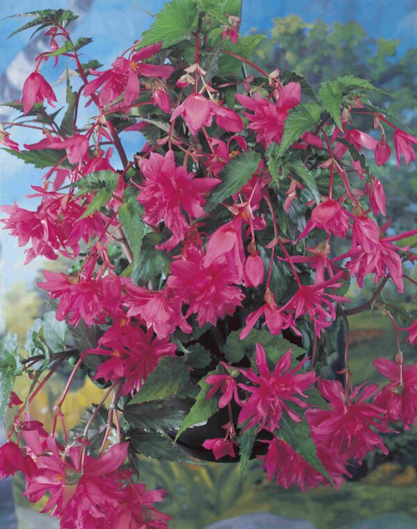 Begonia pendula Pink 08379