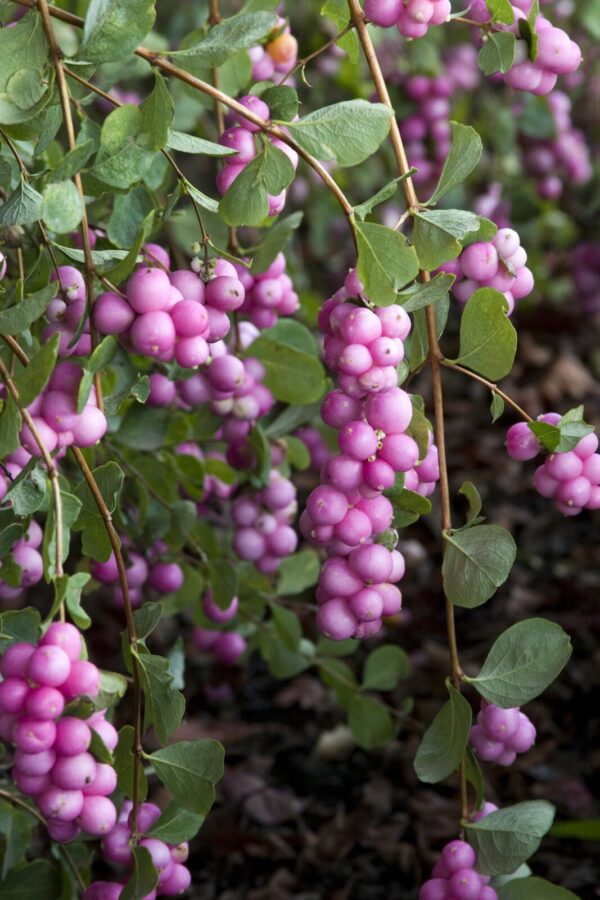 SYMPHORICARPOS x doorenbosii Magic Berry-Biserak - P611