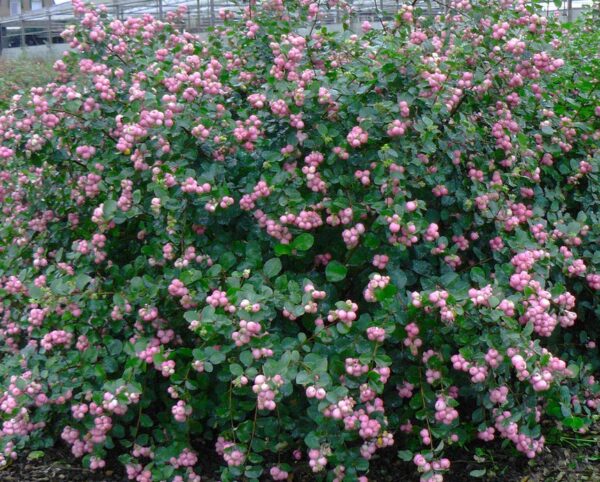 SYMPHORICARPOS x doorenbosii Magic Berry-Biserak - P611 - Image 4