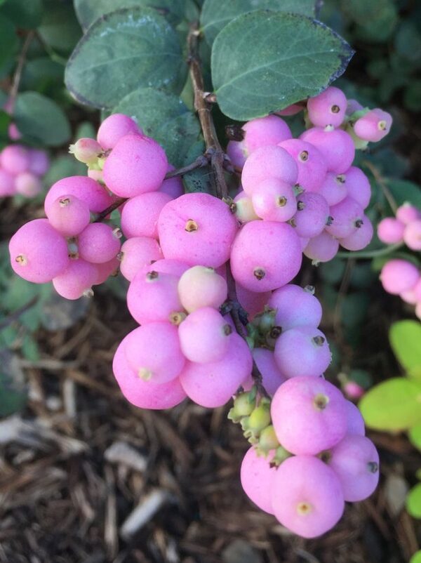SYMPHORICARPOS x doorenbosii Magic Berry-Biserak - P611 - Image 3