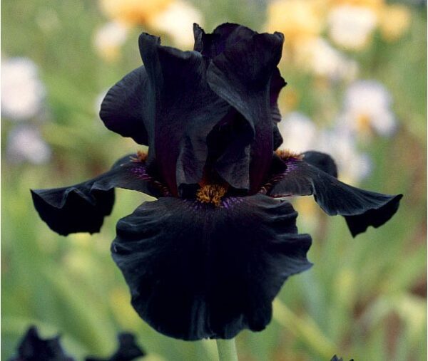 IRIS Black As Night - Diabolo P08440