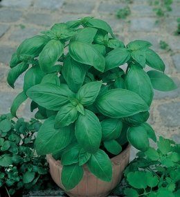 Bosiljak zeleni krupnolisni 1,7gr (oko 1350 sem)