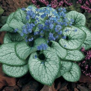 Brunnera Jack Frost