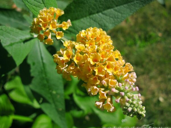 BUDDLEIA - LETNJI JORGOVAN ŽUTI - P477