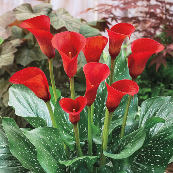 Kala-Calla Red - Image 3