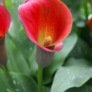 Kala-Calla Red
