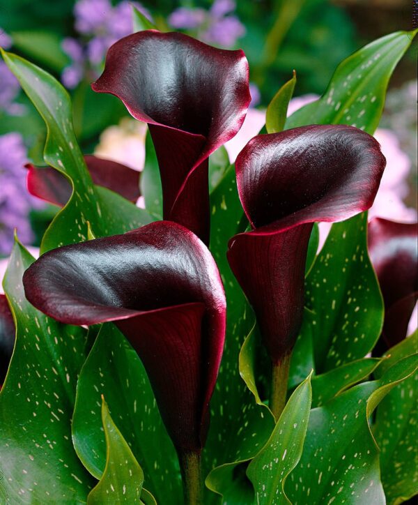 Kala-Calla Black
