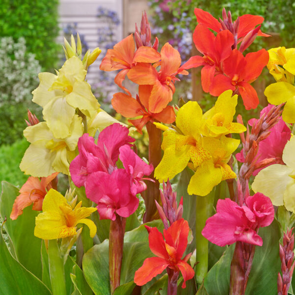 Canna mix 5/1 - Image 4