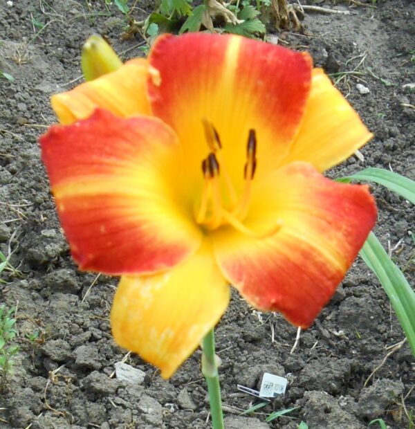 Hemerocallis Cathy's Sunset