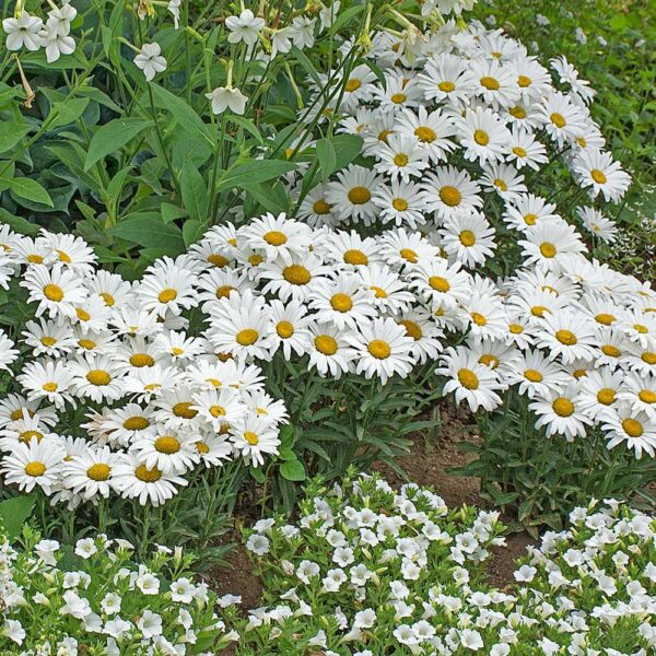 Chrysanthemum Shasta Daisy-Bela Rada S418-saksija P11 - Image 2