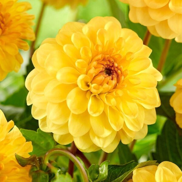 DALIJA POMPOM GOLDEN SCEPTER 03372