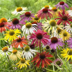 Echinacea Mix - 3 sadnice