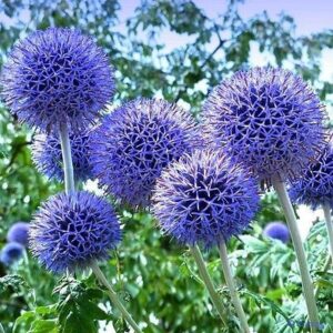 Plavi čičak-echinops