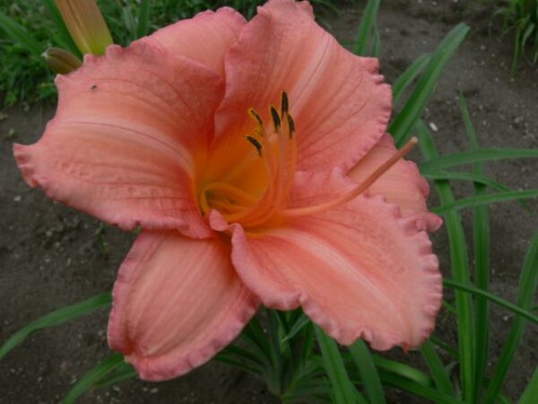 Hemerocallis Elaine Strutt